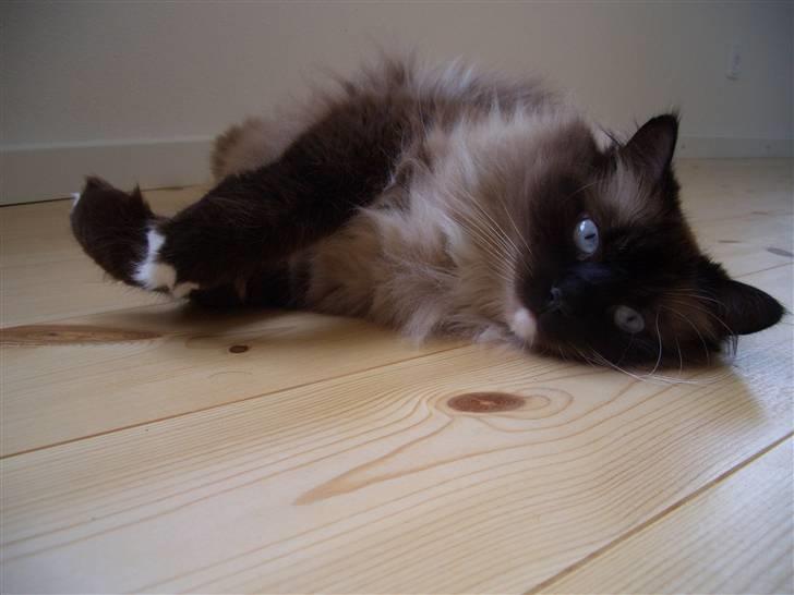 Blanding af racer  Oliver *Solgt* billede 16