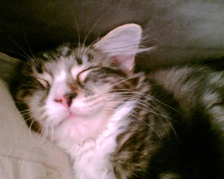 Blanding af racer Buske - Løbet væk :'( billede 1