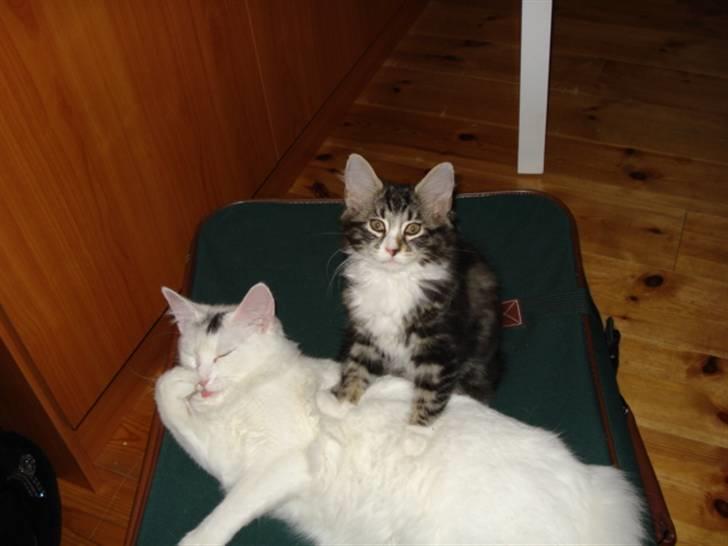 Blanding af racer Buske - Løbet væk :'( billede 2