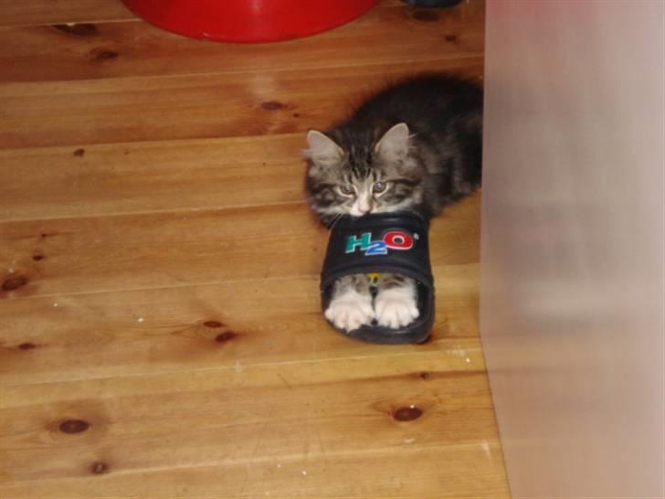 Blanding af racer Buske - Løbet væk :'( billede 4