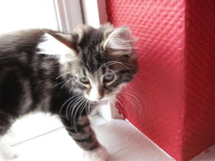 Blanding af racer Buske - Løbet væk :'( billede 5