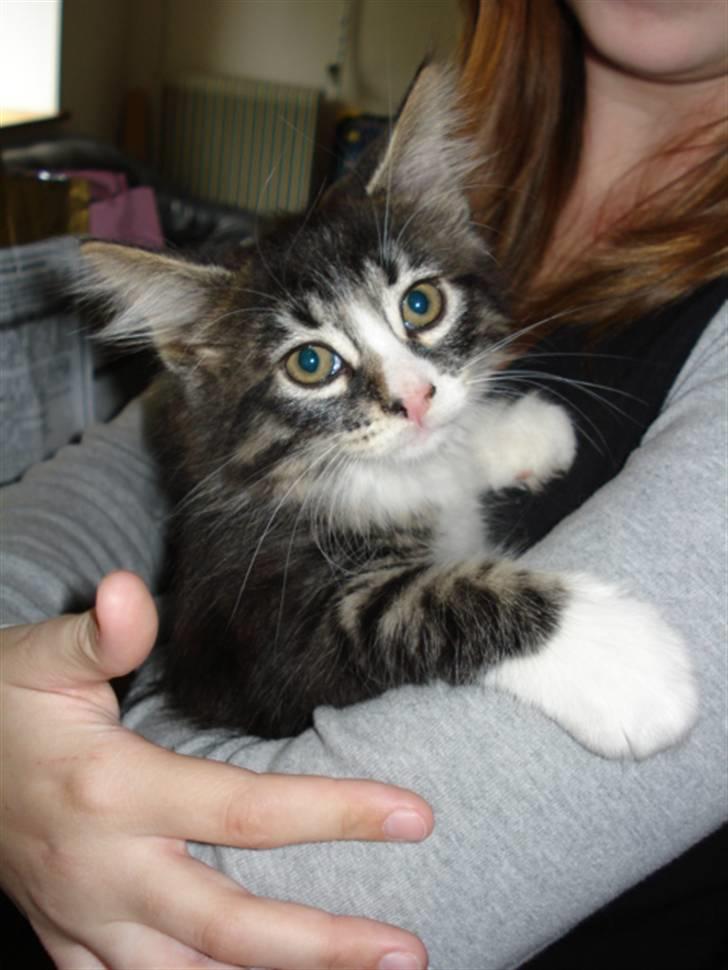 Blanding af racer Putte solgt billede 1