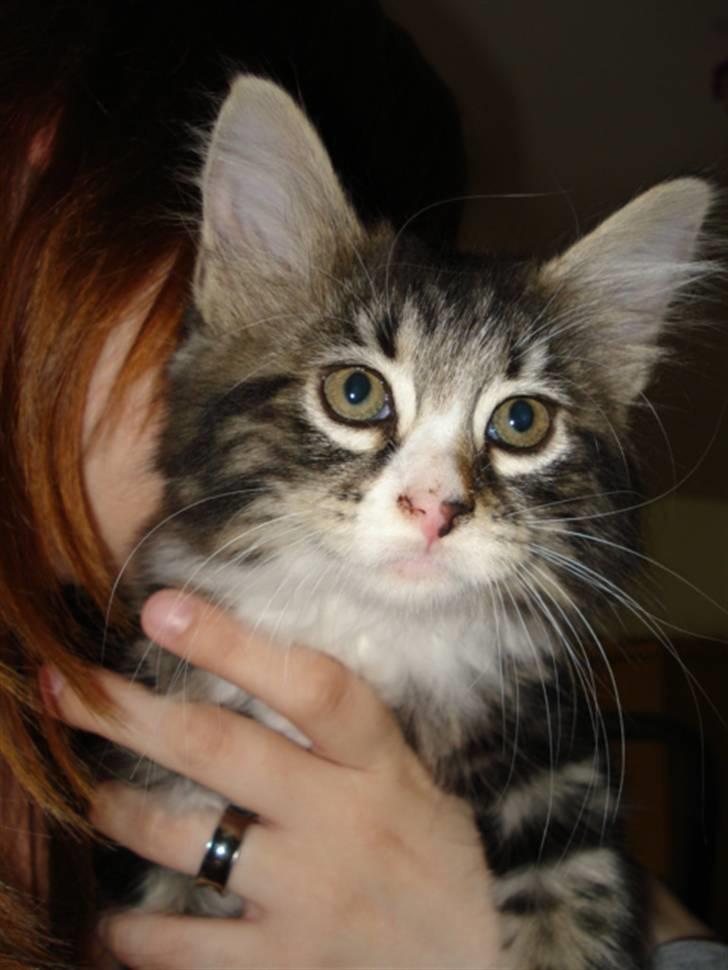 Blanding af racer Putte solgt billede 2