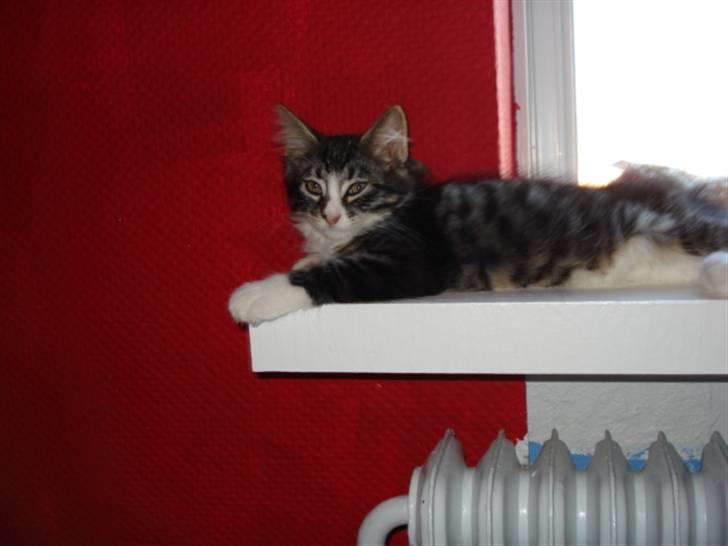 Blanding af racer Putte solgt billede 3