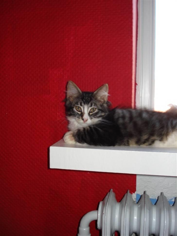 Blanding af racer Putte solgt billede 4