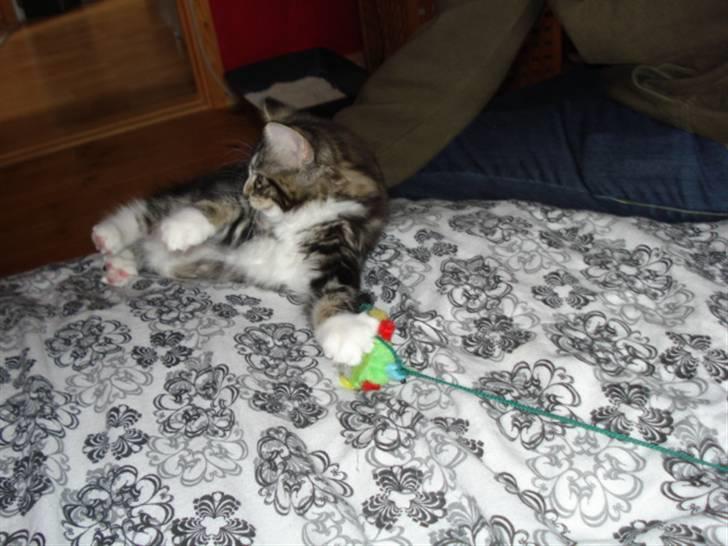 Blanding af racer Buske - Løbet væk :'( billede 6