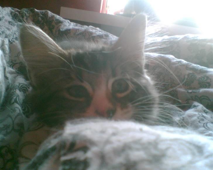 Blanding af racer Buske - Løbet væk :'( billede 7