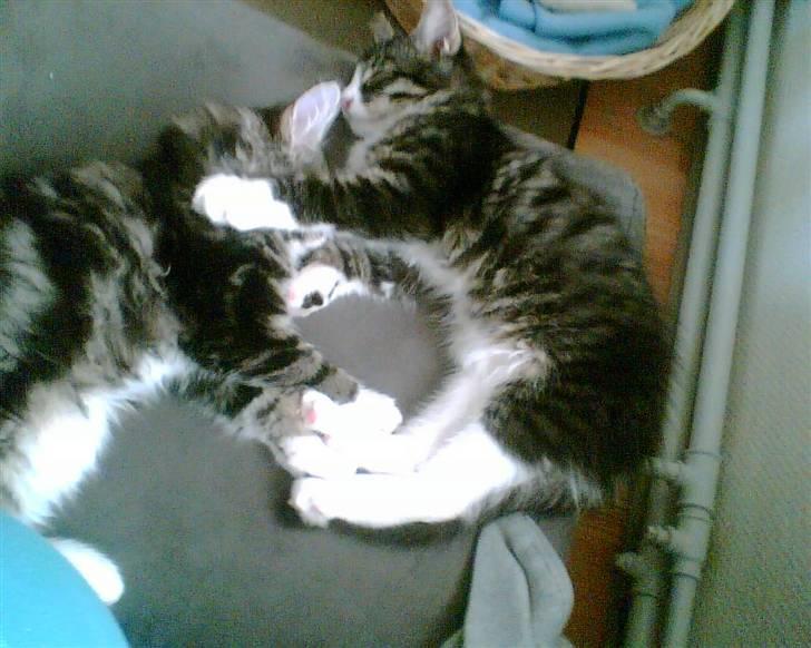 Blanding af racer Putte solgt billede 5