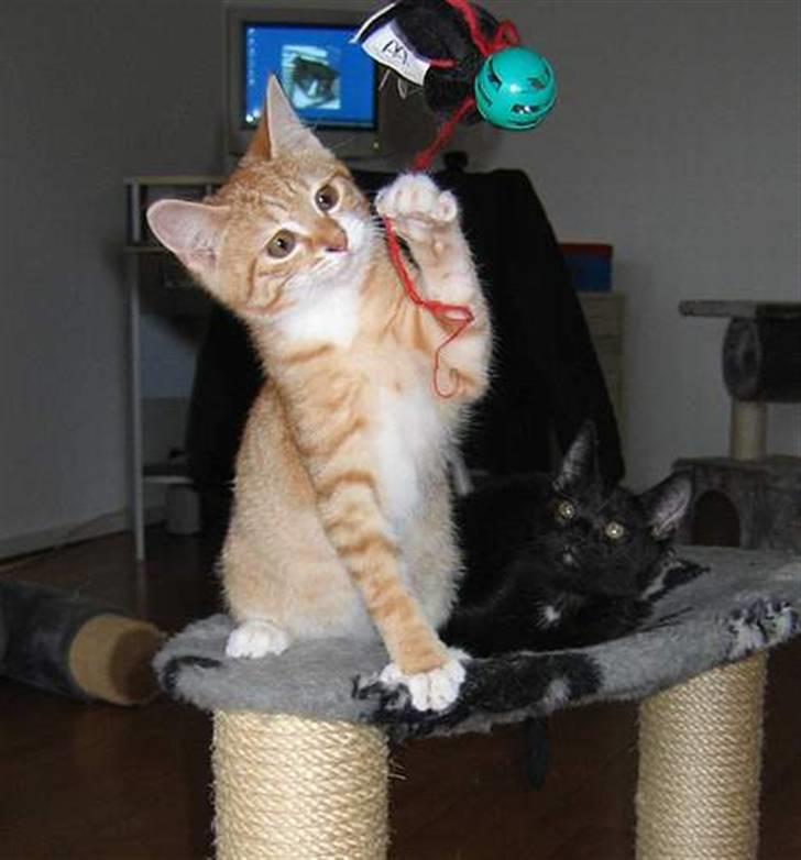 Huskat Garfield billede 20