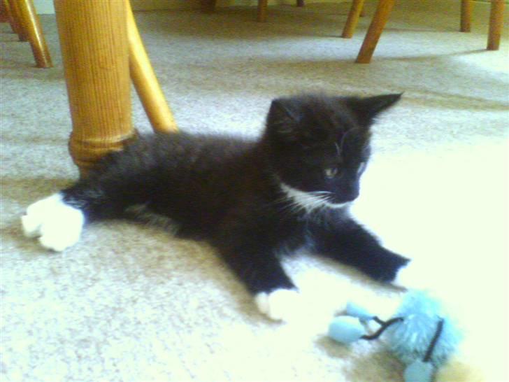 Blanding af racer Lullu (Død) :'( - HAHA! hvor er jeg sød! der var jeg jo lille hehe. billede 5