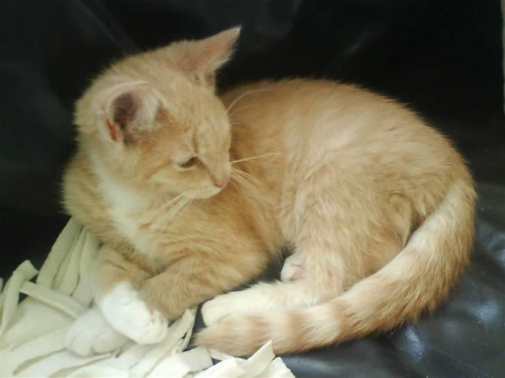 Blanding af racer O'Mally  (Død) :'( - *NYT! Hvor er du lækker malle c( : billede 8