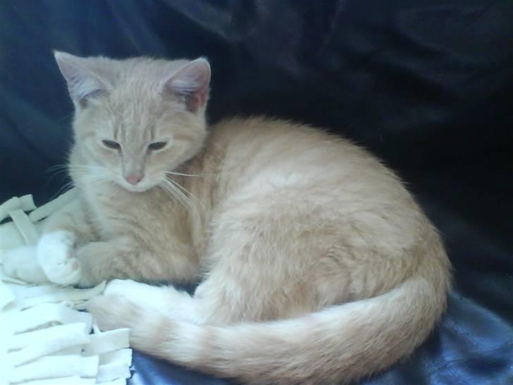 Blanding af racer O'Mally  (Død) :'( - *NYT! Malle drengen igen billede 9