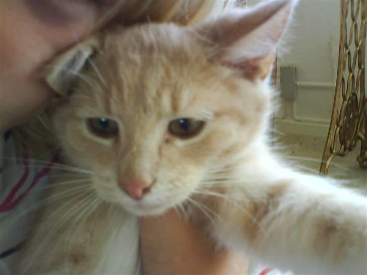 Blanding af racer O'Mally  (Død) :'( - *NYT! hvor er du sød! billede 10