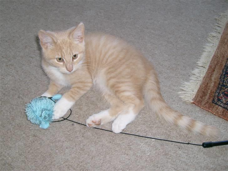 Blanding af racer O'Mally  (Død) :'( - *NYT! Malle leger billede 11