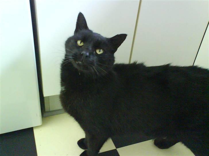 Huskat Fede (Død) :'( - *NYT! Fede missen <33 billede 13