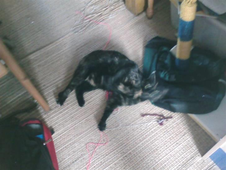 Blanding af racer MUSSE - rulle rulle billede 17