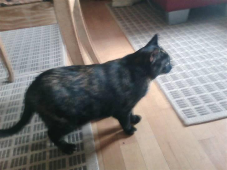 Blanding af racer MUSSE - musse min skatter katt<33 billede 18