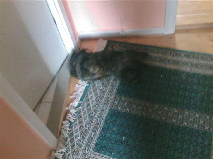 Blanding af racer MUSSE - "jeg elsker bare at RULLE mig" billede 19