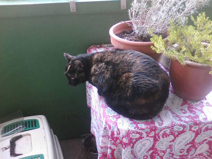 Blanding af racer MUSSE - så sir´ jeg farvel og tak for denne gang... nu gider jeg ikk flere billeder!! billede 20