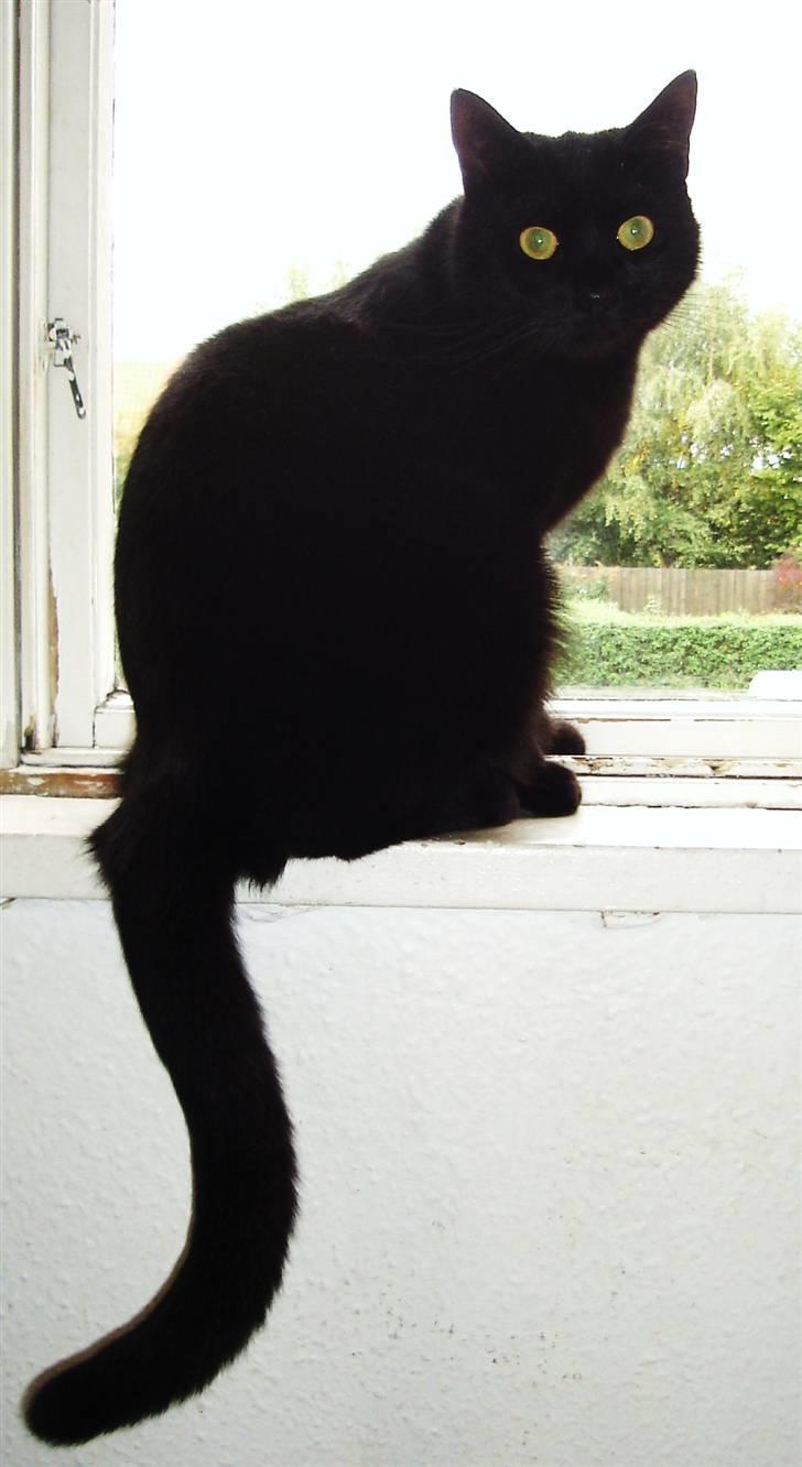 Huskat King - King - en "farlig" mini panter billede 1