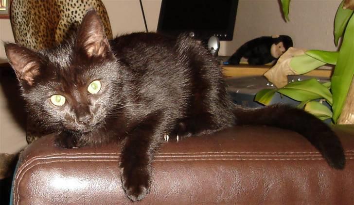 Huskat King - Ja han er farlig ;) billede 2