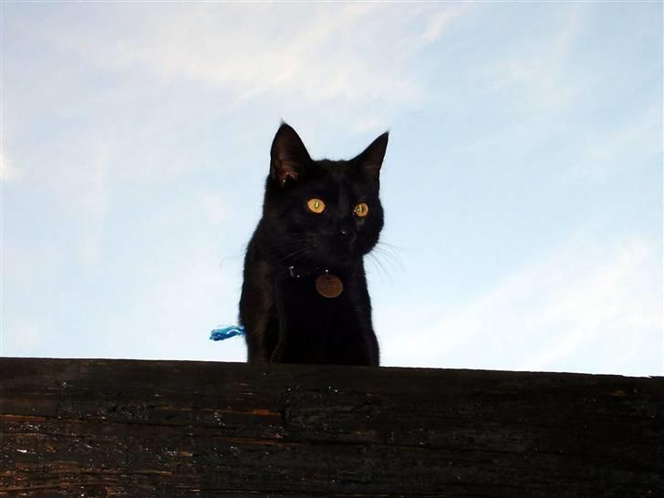 Huskat King - Heraf navnet King... billede 3