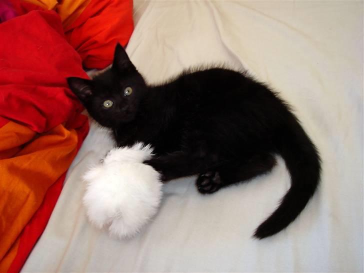 Huskat King - King i killer-mode :) - stakkels lille mus billede 5