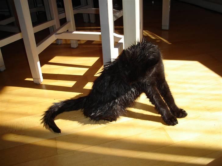 Huskat King - Lille King efter et bad billede 8