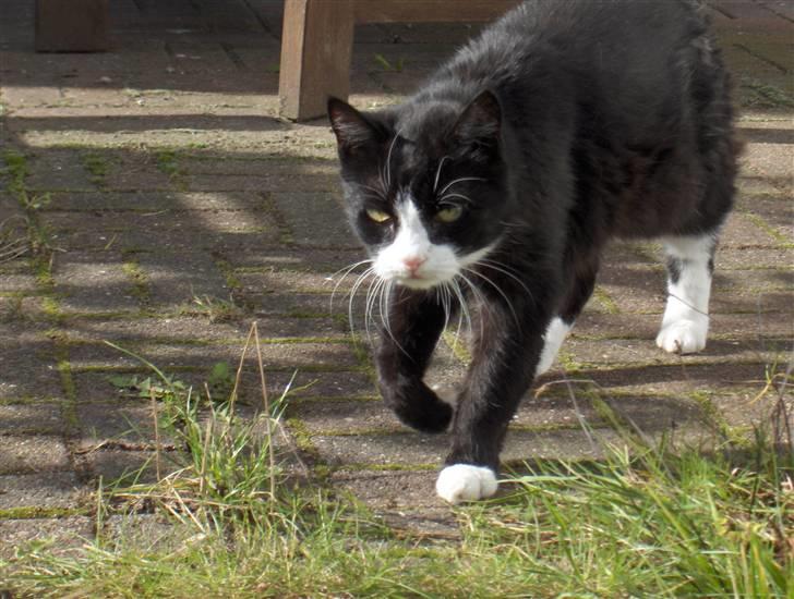 Huskat Miss Picky *død* billede 6