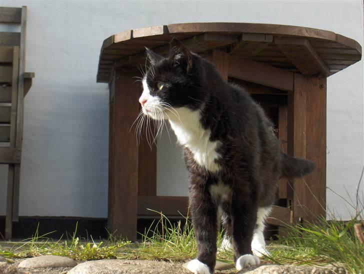 Huskat Miss Picky *død* billede 7