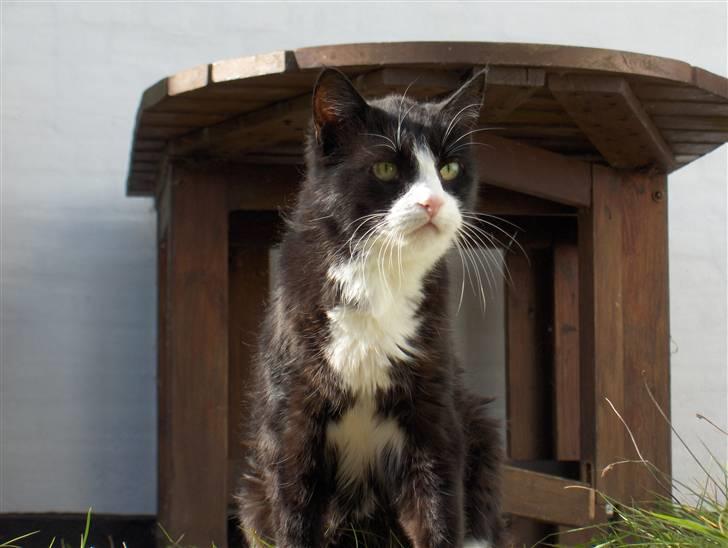 Huskat Miss Picky *død* billede 8