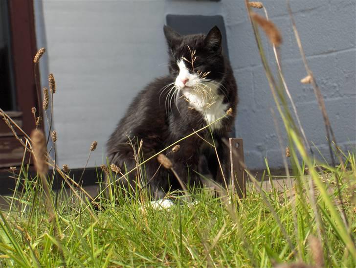 Huskat Miss Picky *død* billede 9