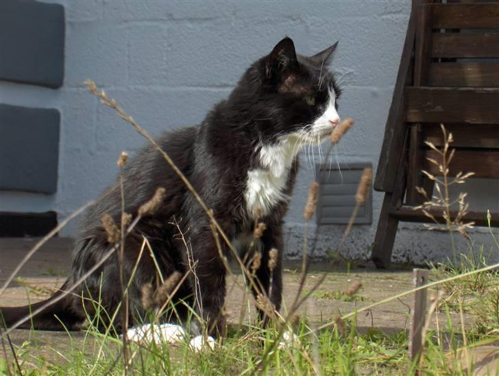 Huskat Miss Picky *død* billede 10