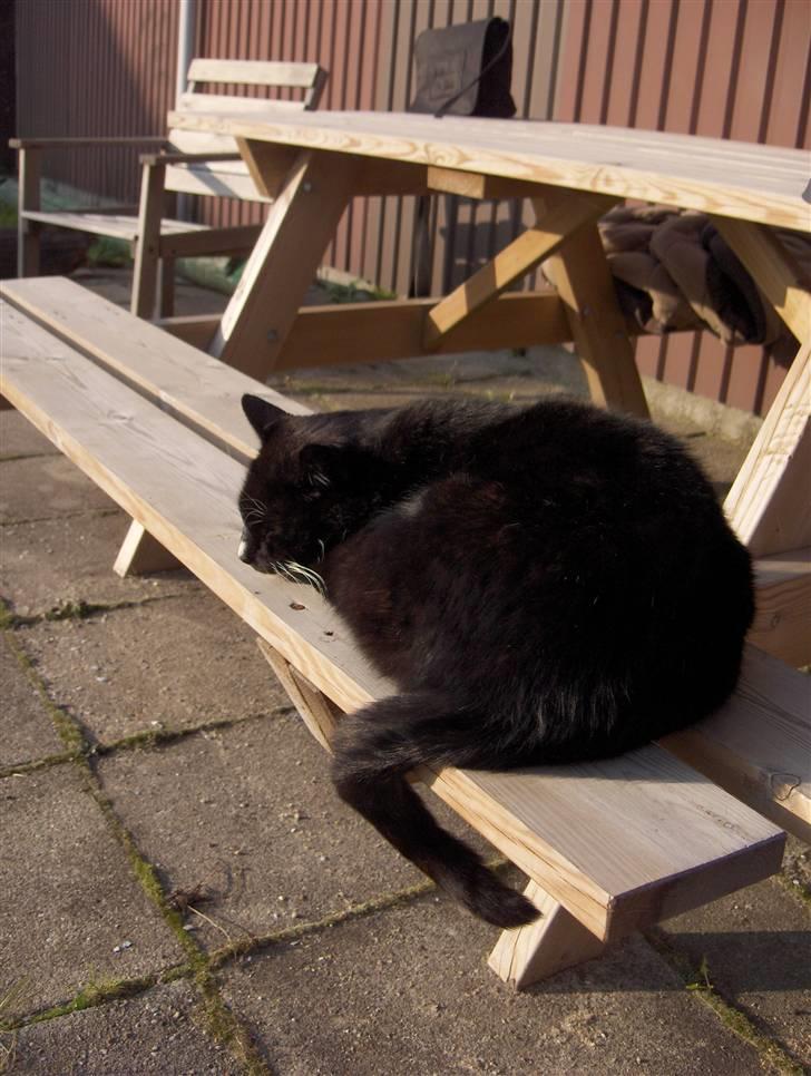 Huskat Thor mis billede 5