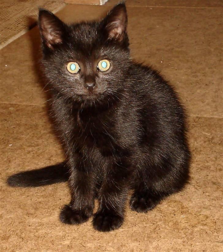 Huskat King - Søde King billede 9