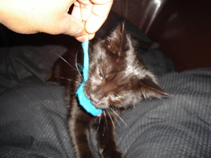 Huskat King - Han opgiver ikke sin mus uden videre billede 10