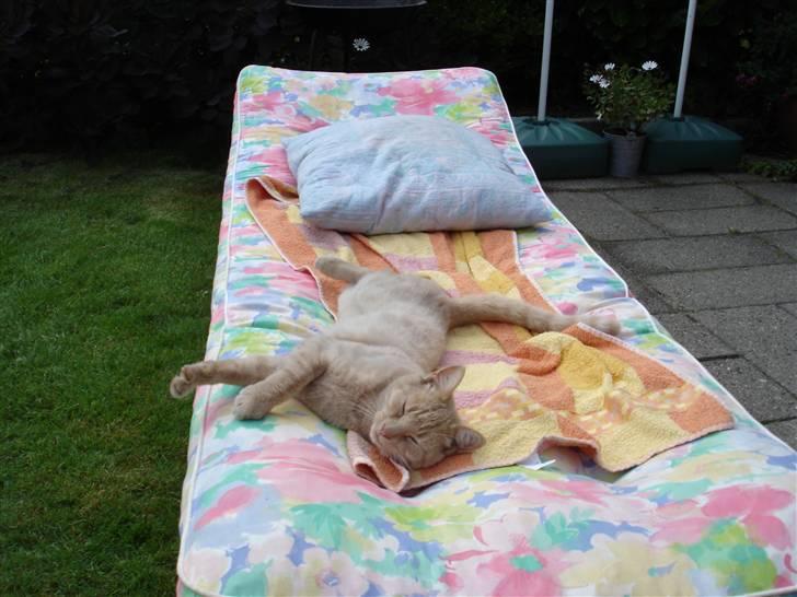 Blanding af racer Misse - En slapper i drømmesengen billede 12