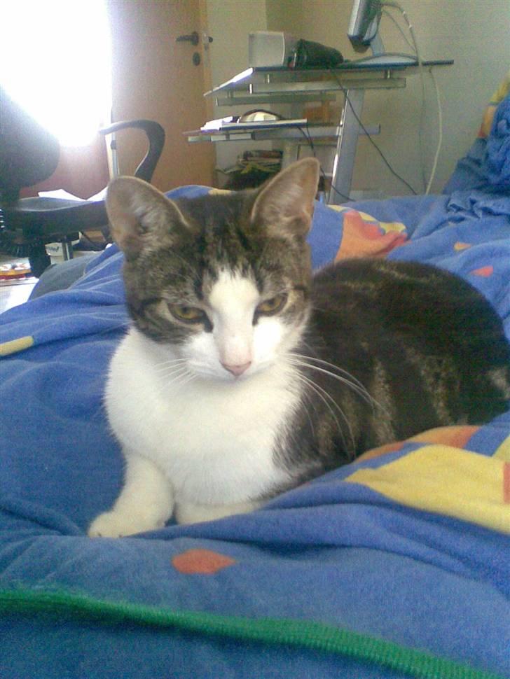 Huskat Futte - Futte, ved siden af sit nye kradsetræ:) billede 1