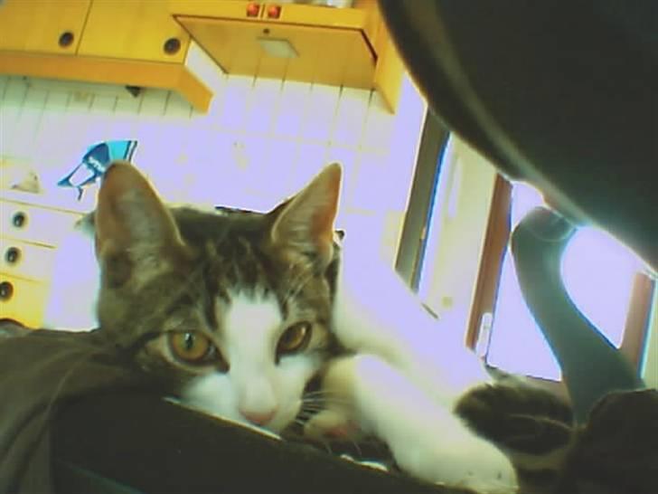 Huskat Futte - Her ligger han på min stol, som vi tit slås om:) billede 2