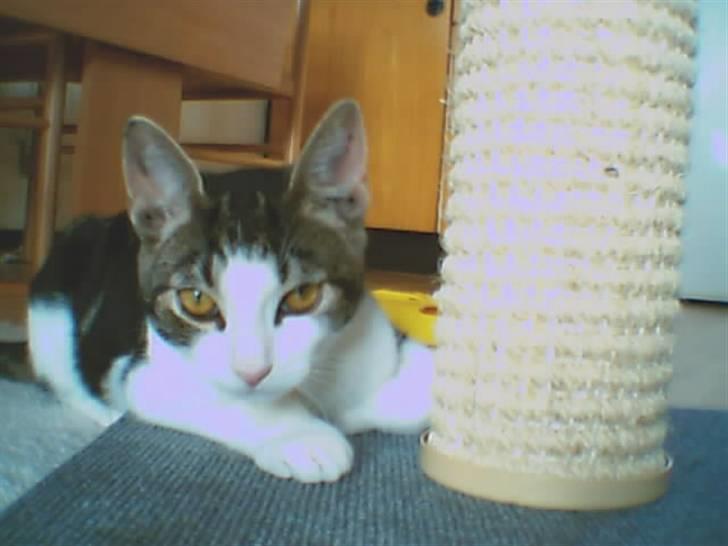 Huskat Futte - Dejligt at få lov til at ligge i sengen. billede 3