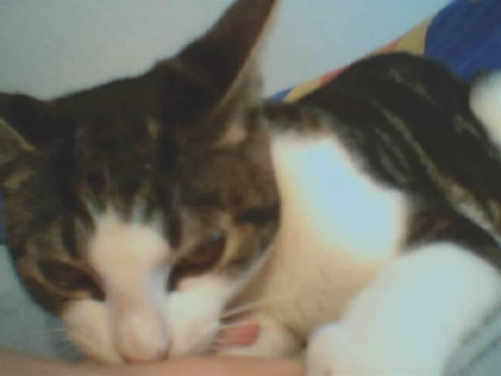 Huskat Futte - Her vasker han mig, måtte åbenbart trænge til et bad til.. :P billede 4