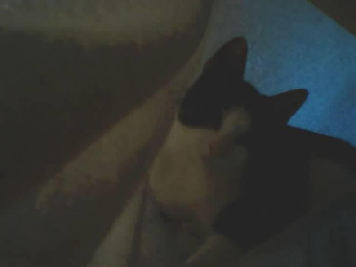 Huskat Futte - Desværre  et meget utydeligt billede. Men her ligger han i lagnet, som hænger ud over sengen. En ide han fik da han var ganske lille:) billede 5