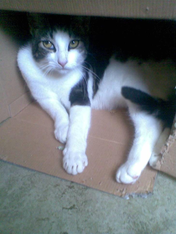 Huskat Futte - Futte fik nyt kradsetræ, men blev 100 gange mere glad for papkassen til det, end selve kradsetræet. Her ligger han i papkassen, som nu er hans nye yndlingssted:P billede 6