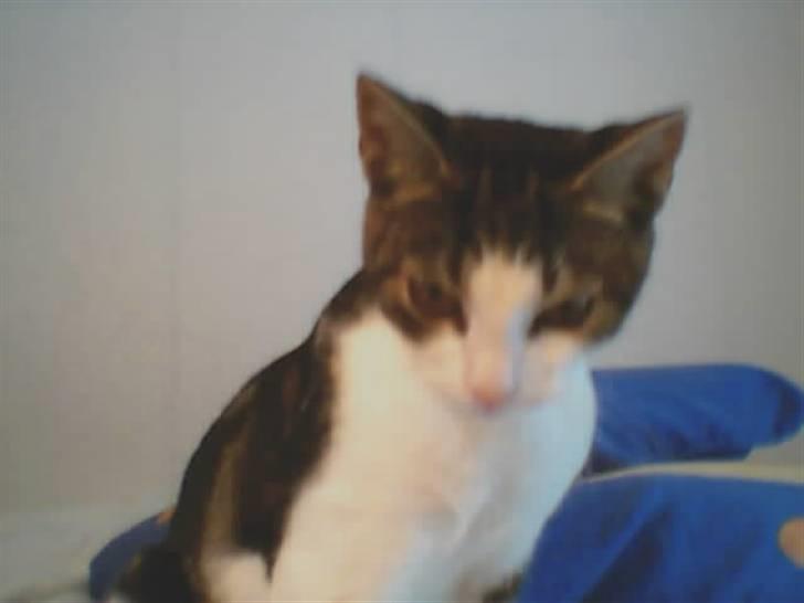 Huskat Futte billede 7