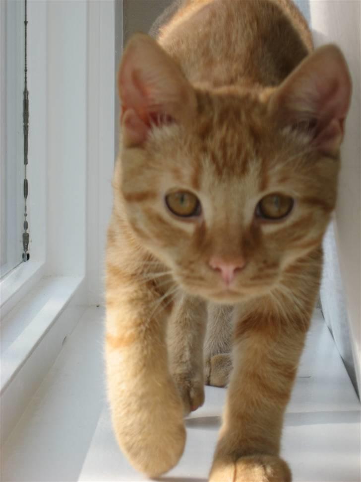 Huskat max billede 10