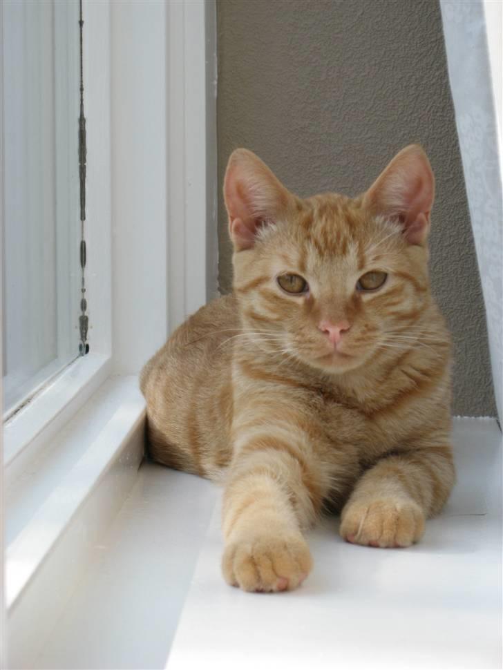 Huskat max billede 11