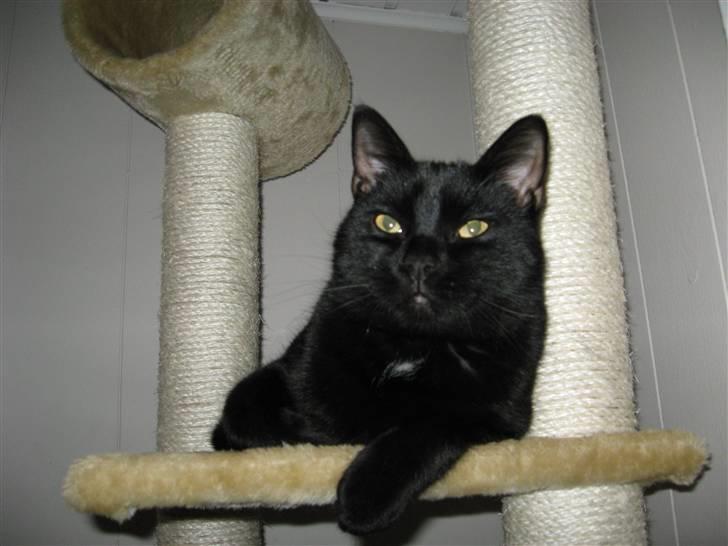 Huskat Pepsi billede 11