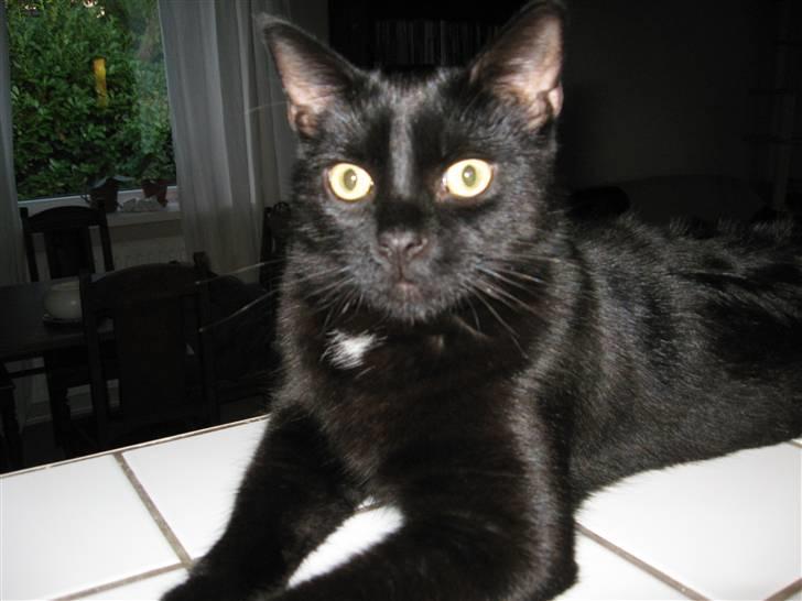 Huskat Pepsi billede 12