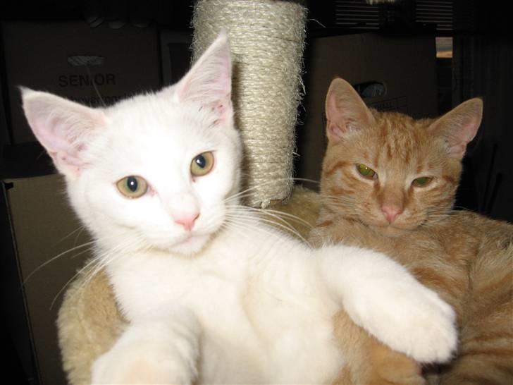 Huskat daisy billede 8