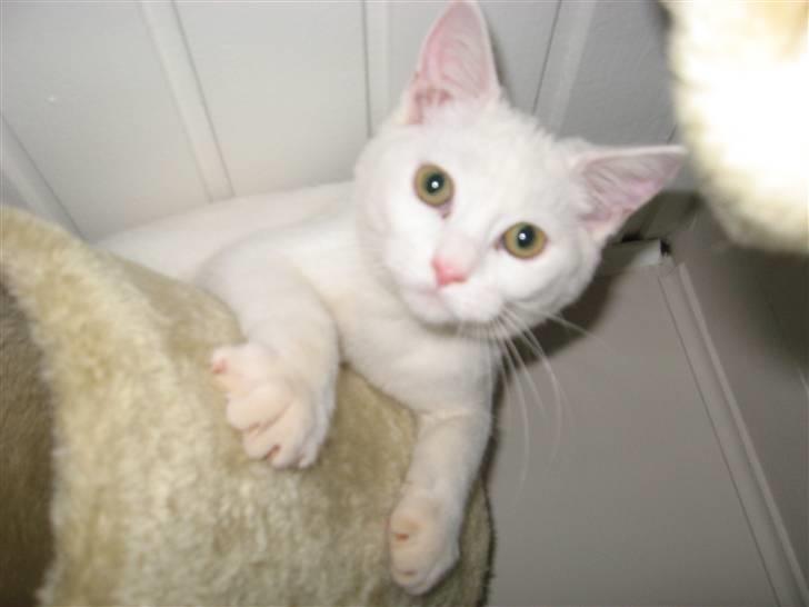 Huskat daisy billede 9